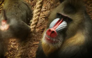 Afrykańskie mandryle w nowym pawilonie w zoo