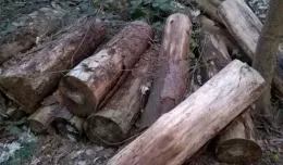 Porzucone drewno w lesie na Obłużu przeszkadza mieszkańcom