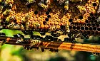 Studenci PG znaleźli sposób na hodowlę pszczół