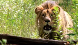 Gdański lew na czele stada w czeskim zoo