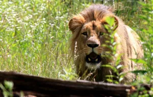 Gdański lew na czele stada w czeskim zoo