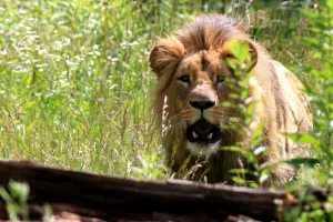 Gdański lew na czele stada w czeskim zoo