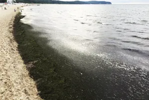 Dlaczego w Sopocie glony sprząta się tylko rano?