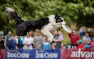 Zobacz latających psich sportowców