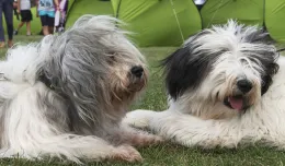 Tysiące rasowych psów na sopockim hipodromie