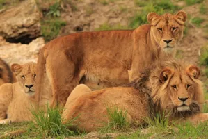 Odwiedź w czwartek lwy w gdańskim zoo