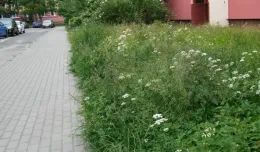 Opryski trawy  zaszkodziły psom na Dąbrowie