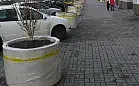 Brzozy w donicach utrudniają parkowanie samochodów przy ul. Śląskiej w Gdyni