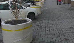Brzozy w donicach utrudniają parkowanie samochodów przy ul. Śląskiej w Gdyni