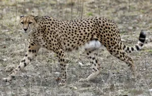 Nowe gepardy w oliwskim zoo