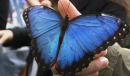 Zobacz egzotyczne motyle w Galerii Metropolia
