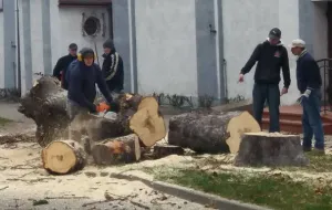 Stare drzewa wycięto, ale będą nowe przy kościele w Brzeźnie