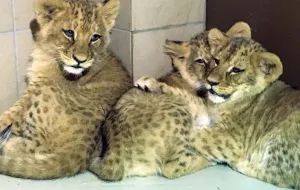 Cztery nowe lwiątka w gdańskim zoo