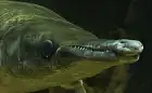 Skrzyżowanie krokodyla ze szczupakiem w gdyńskim Akwarium