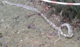 Martwy 2,5-metrowy wąż w parku na Zaspie