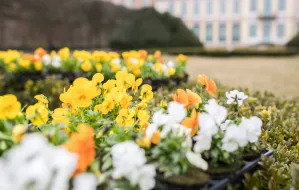 Tysiące kwiatów w parku Oliwskim