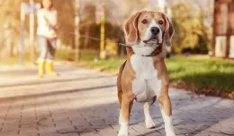 Trening z psem. Jak trenować z pupilem?