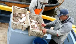 Naukowcy zbadali wpływ dawnej broni w Bałtyku na zdrowie ryb