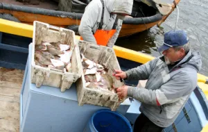 Naukowcy zbadali wpływ dawnej broni w Bałtyku na zdrowie ryb