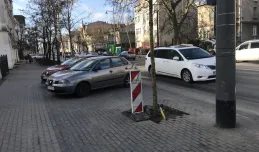 Sopot: rozpoczęły się nasadzenia drzew przy al. Niepodległości