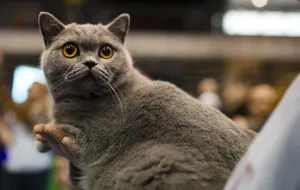 Kocie porady: obalamy trzy najsłynniejsze mity o kotach