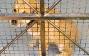 Uratowała szczeniaka dryfującego w Raduni