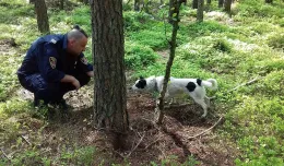 Pies przywiązany do drzewa w lesie na Wiczlinie