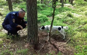 Pies przywiązany do drzewa w lesie na Wiczlinie