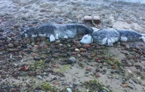 Znaleziono martwe foki z cegłą u szyi