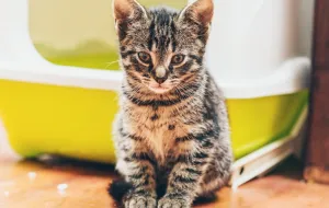 Kocie porady: gdy kot unika kuwety