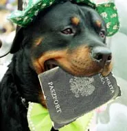 Azor z paszportem
