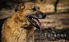 Wyjątkowy Tytanus: duży pies, któremu trudno znaleźć dom