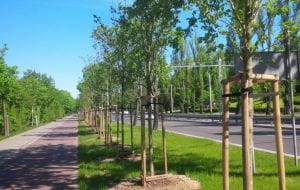 Miasto Wspólne: "Mieszkańcy Gdyni chcą więcej zieleni"