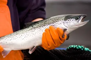 Polska centrala Marine Harvest otwarta