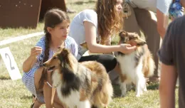 Rasowe psy w parku w Kolibkach