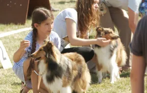 Rasowe psy w parku w Kolibkach