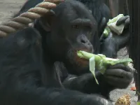 Nowa atrakcja w zoo: "lunch z szympansem"