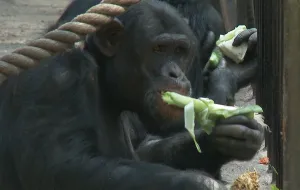 Nowa atrakcja w zoo: "lunch z szympansem"