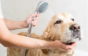Jak często oraz czy w ogóle można kąpać psy i koty?
