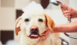 Cztery łapy: jak przyzwyczaić psa do zabiegów pielęgnacyjnych?