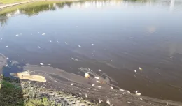 Masowe śnięcie ryb w zbiorniku retencyjnym w Gdańsku