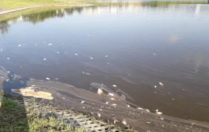 Masowe śnięcie ryb w zbiorniku retencyjnym w Gdańsku