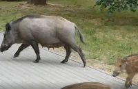 Dziki zamieszkały w podleśnej dzielnicy