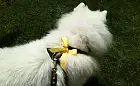 Żółta wstążka u psa znaczy "nie dotykaj"
