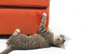 Kocie porady: gdy kot drapie i niszczy meble
