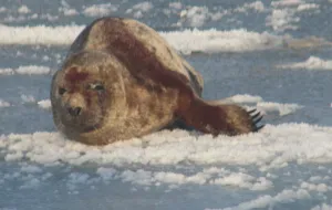 Ranna foka znaleziona na lodzie