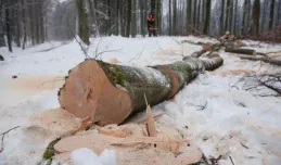 Adwokat walczy o stare drzewa wycinane z Trójmiejskiego Parku Krajobrazowego