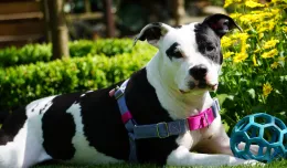 Magia adopcji: szczęśliwe historie psów ze schroniska