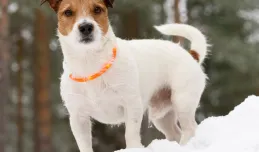 Pies widoczny po zmroku - akcesoria na jesień i zimę