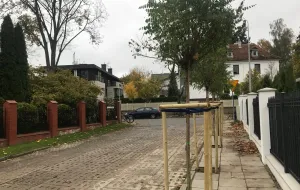 "Nielegalne" drzewa na chodniku w Orłowie